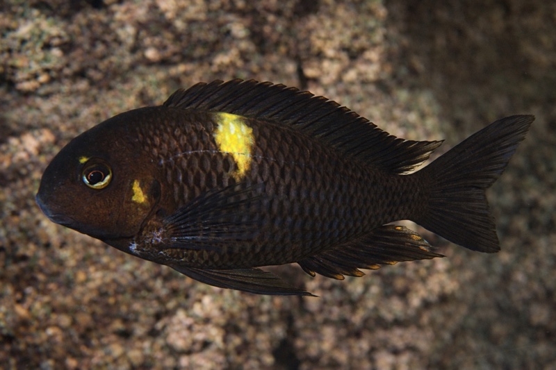 Tropheus sp. 'black' Muzimu